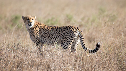 Gepard © Andreas Edelmann