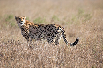 Gepard © Andreas Edelmann