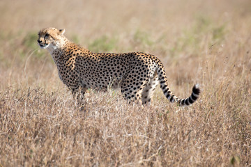 Gepard