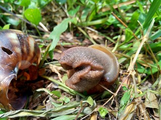 Naklejka na ściany i meble Snails (Bekicot, Achatina fulica, African giant snail, Archachatina marginata) in with natural background