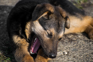 Sleepy dog- puppy warms up in the sun