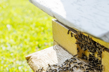 Bees flying with  nectar to beehive, close up view with meadow background. Apiculture concept 