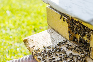Bees flying with  nectar to beehive, close up view with meadow background. Apiculture concept 