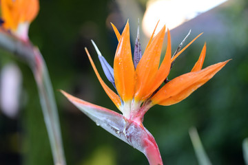 Fototapeta na wymiar Strelitzias in a South African garden