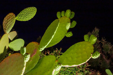 Night view of prickly pears.