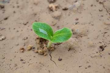 Pumpkin seedlings grow in plots.