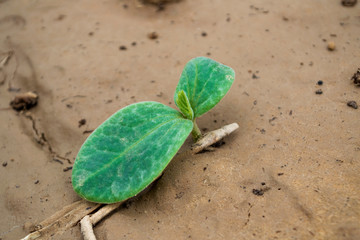 Pumpkin seedlings grow in plots.