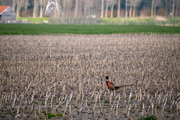 Pheasant roaming in a field