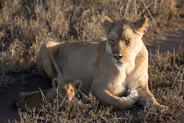 Fototapeta premium Löwin