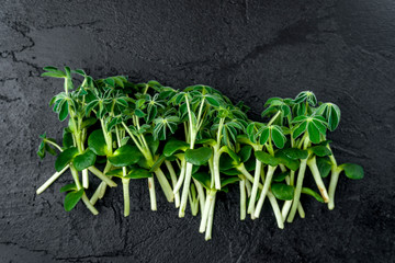 Micro greens on a black concrete background. Healthy and fresh organic food, restaurant serving concept. Top view, copy space