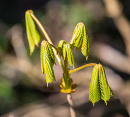 A Horse Chestnut Sapling Opens its Leaves