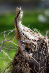 An old log looks like an elephant