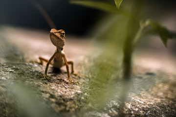 A small lizard on a rock in Thailand. 