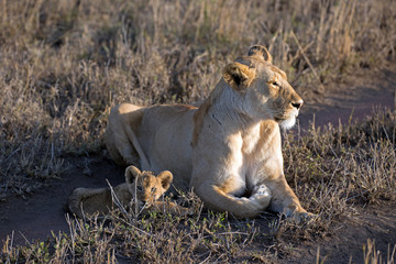Löwin mit Baby