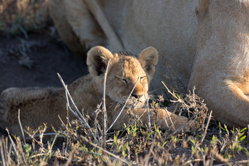 Löwen Baby