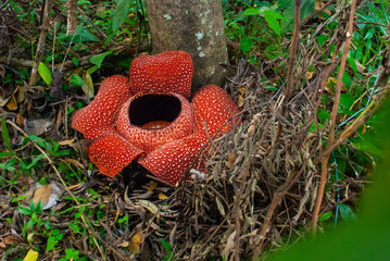 Rafflesia, the biggest flower in the world. This species located in Ranau Sabah, Borneo.