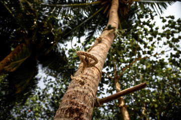 Fototapeta premium Palm tree on the beach