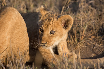 Löwen Baby