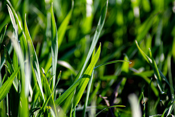 green grass background