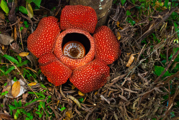 Rafflesia, the biggest flower in the world. This species located in Ranau Sabah, Borneo.
