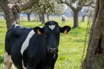 Obraz na płótnie Canvas Milk cow livestock, Damme, Belgium