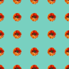 Seamless composition with daisies isolated on aqua menthe background