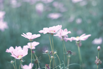 Obraz premium Colorful blooming flowers in the green garden, nature emotional tone background