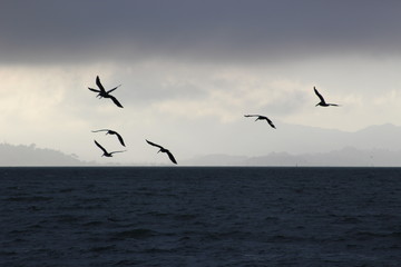Birds - San Francisco