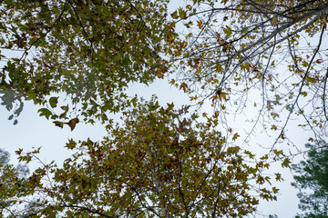 Autumn