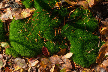 Green moss background with autumn leaves and dry spruce needles. Close up view.