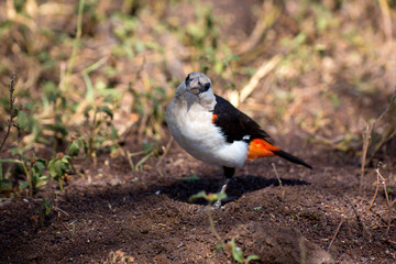 Obraz premium Starweber