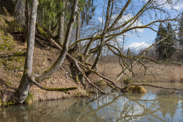 City Sigulda, Latvia. Old trees and water. Travel photo.