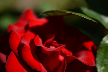 Elegant red rose, passionately covered with a green petal, close up, macro
