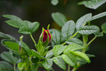 Mystical red rose Bud, macro, close, on a green background