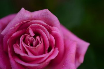 Delicate pink rose blooms, top view, close-up, macro