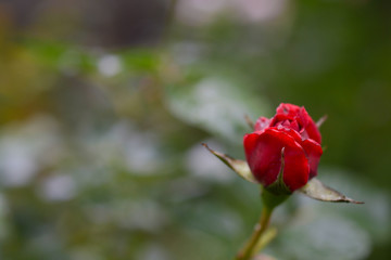 Mystical red rose Bud, macro, close, on a green background