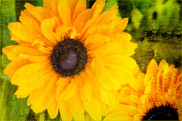 Rudbeckia Hirta 'Goldilocks' flower plant with a watercolor multi colored texture effect background