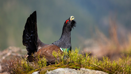 Solitary western capercaillie, tetrao urogallus, showing off with his beautiful black tail. Territorial wood grouse during courting season with bilberries in foreground. Big bird in the forest.