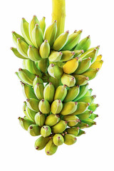 Cluster of young green unripe bananas isolated on white background with clipping path