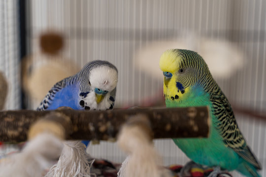Pair of Budgies playing together