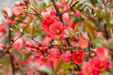 Beautiful pink and red henomeles flowers. Shrub without leaves blooms in early spring. Delicate petals and yellow stamens and pistils with nectar. Greeting card or bouquet. Symbol of awakening nature