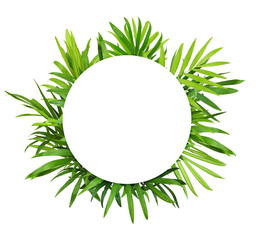 Green leaves of chameadorea palm with whita round card for text
