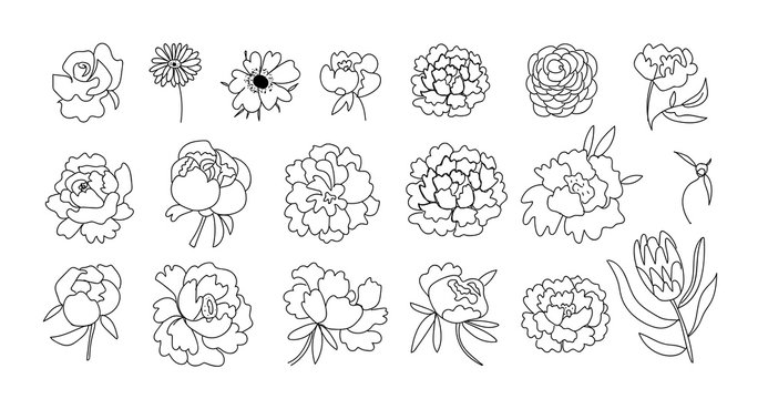 Big vector set of flowers Peony,Rose,Gerber,Anemon, Protea.Botanical illustrations black line art.Design for web,social networks,invitations for weddings,cards, coloring,packaging.