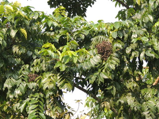 tree, zanthoxylum rhetsa, rutaceae,  medicicnal tree, fruits, leaves,  forest
