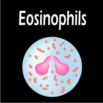 Eosinophil structure. Eosinophil blood cells. White blood cells. leukocytes. Infographics. Vector illustration on isolated background.