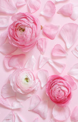 Pink ranunculus flowers and petals on a light pink background