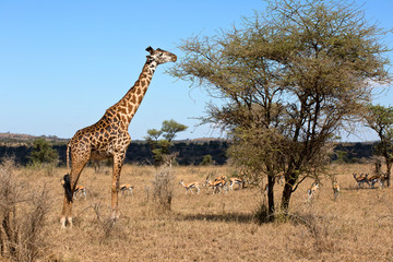 Giraffenbulle