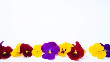 ビオラの花と白の背景（コピースペース）