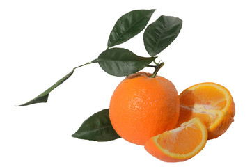 Orange on a branch with leaves Isolated on a white background