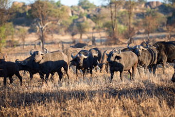 Büffelherde